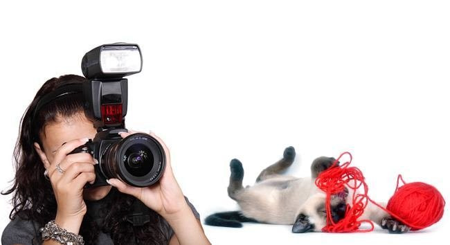 Photograph Your Cat Like a Paparazzi Pro