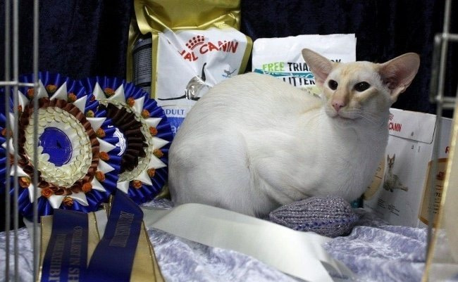 Siamese Cat Club Siamese and Oriental Photos 2015