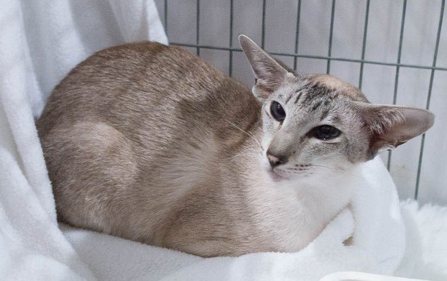 Nor-East of Scotland Siamese & Oriental Pictures 2015