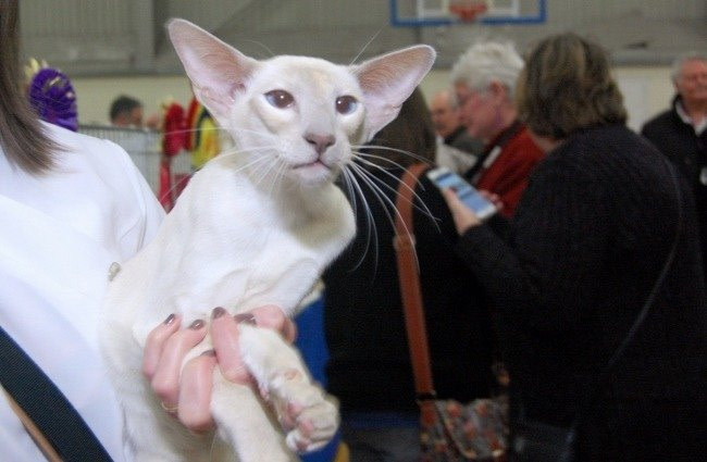 Preston & Blackpool Siamese and Oriental Photos 2016