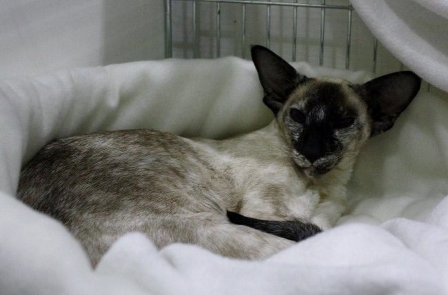 Manchester Siamese Photos 2014