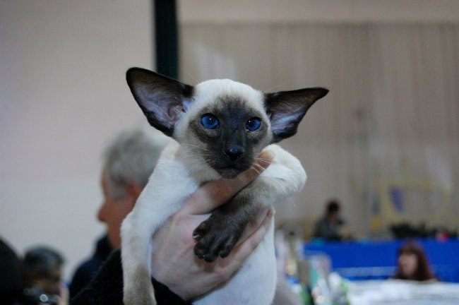 Northern Siamese Results 2015