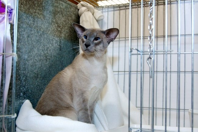 Scotia Siamese and Oriental Pictures 2015