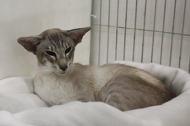 East Sussex Siamese and Oriental Pictures 2015
