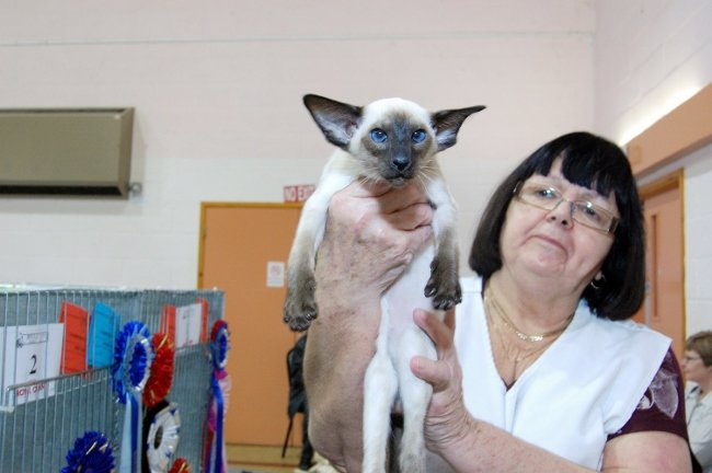 Seal Point Siamese and Oriental Photos 2015