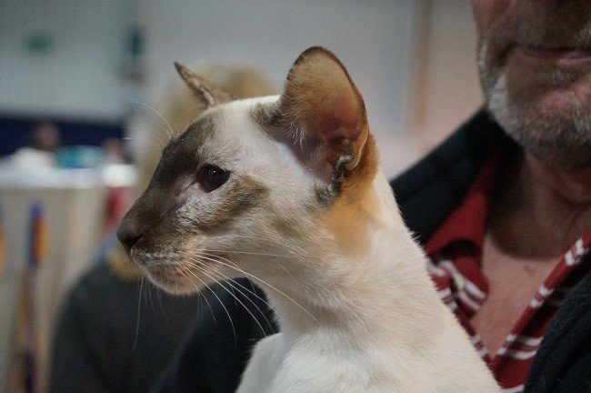 Essex Siamese Results 2015