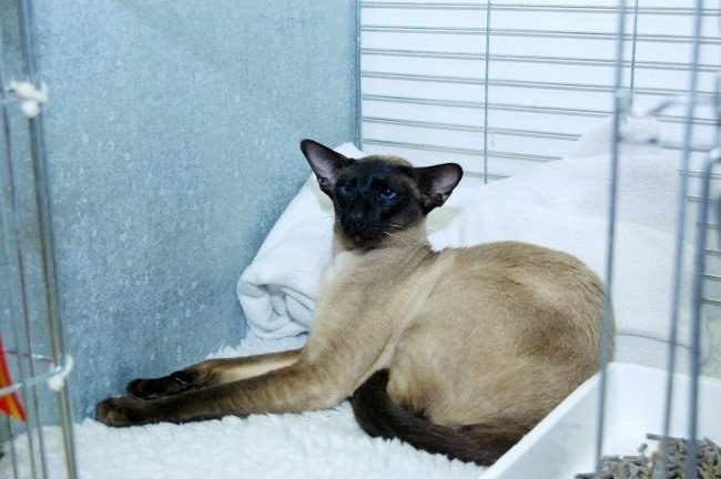 North West Siamese and Oriental Pictures 2015