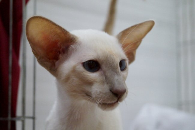 Preston & Blackpool Siamese Results 2015