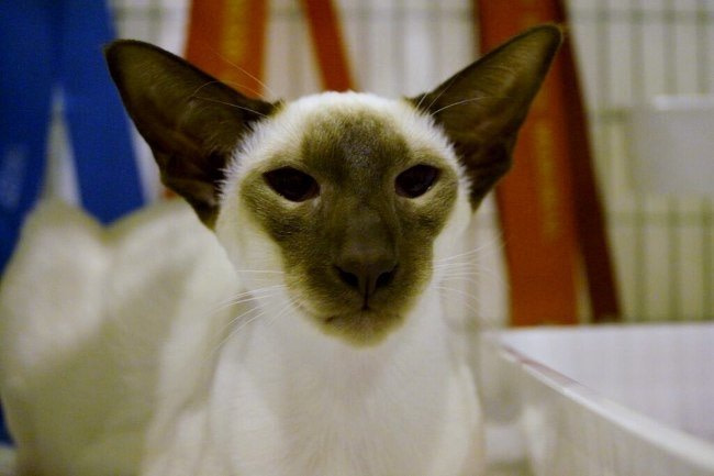 Cumberland Siamese Results 2015