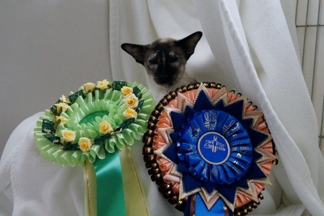 Siamese Cat Club Siamese Results 2015