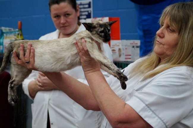 Shropshire Siamese and Oriental Photos 2015