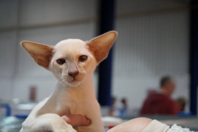 Coventry & Leicester Siamese and Oriental Photos 2015