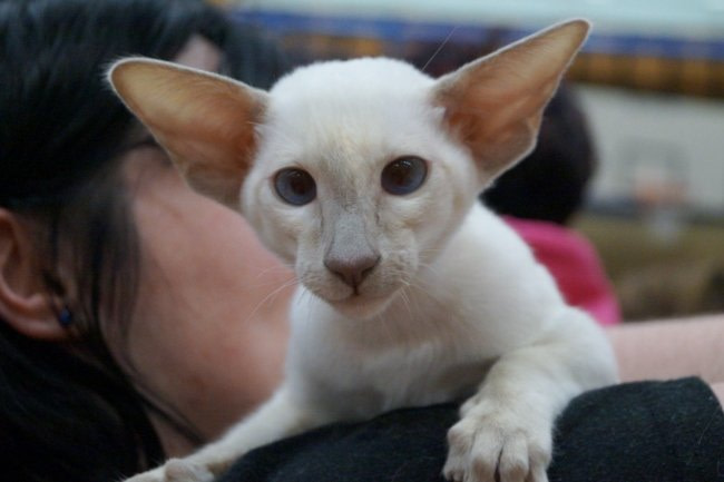 Short Haired Siamese Results 2015