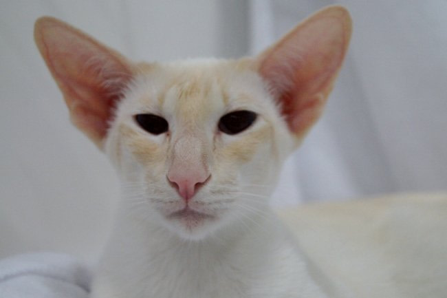 Shorthair Cat Club of Scotland Siamese Results 2015