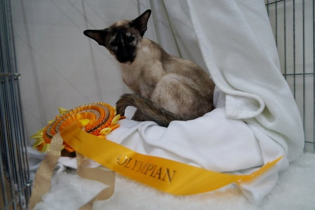 Preston & Blackpool Siamese and Oriental Photos 2015
