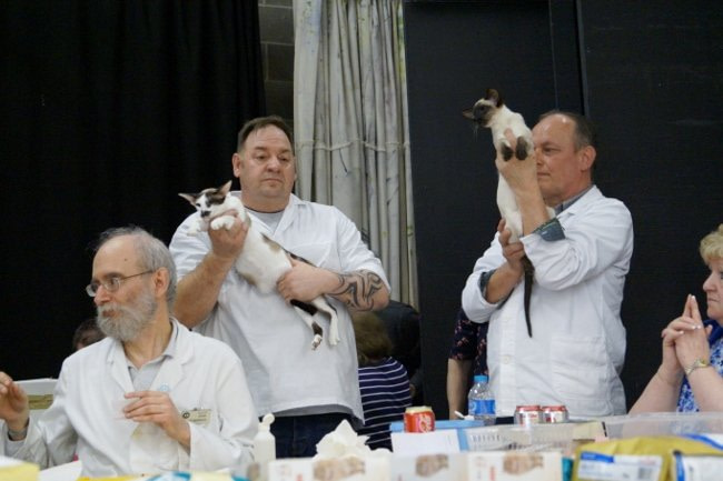 Northern Siamese and Oriental Photos 2015
