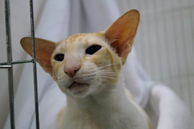 Bedford Siamese & Oriental Pictures 2015