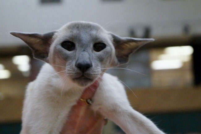 Durham Siamese & Oriental Pictures 2015