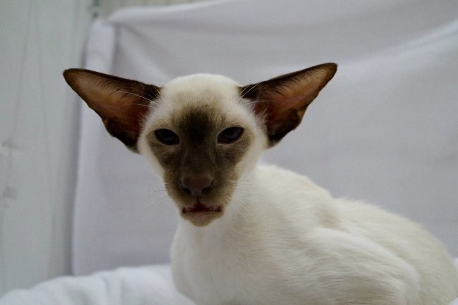 Durham Siamese Results 2015