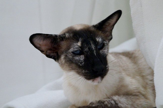 Northern Counties Siamese Results 2015