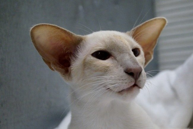 Cheshire Siamese Results 2015