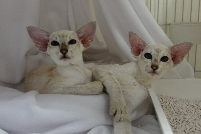 Bristol Siamese & Oriental Pictures 2015