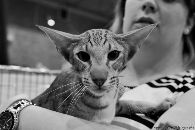 Merseyside Siamese & Oriental Pictures 2015