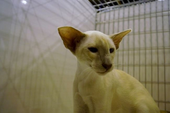 Chester & North Wales Siamese and Oriental Pictures 2015