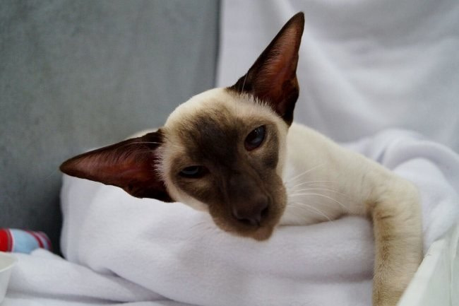Teesside Siamese and Oriental Pictures 2015