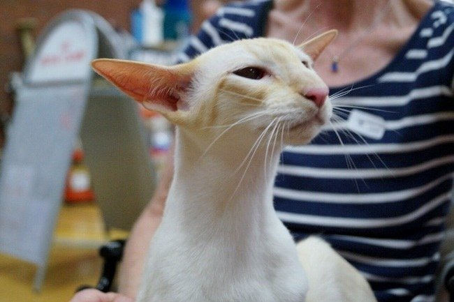 Teesside Siamese Results 2015