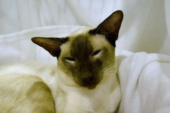 Chester & North Wales Siamese Results 2015