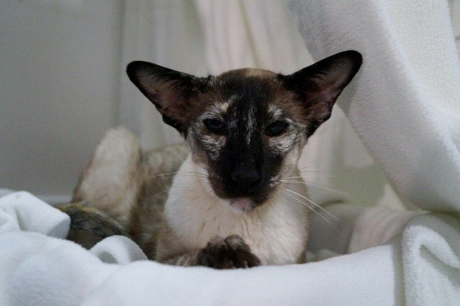 Manchester Siamese and Oriental Pictures 2015