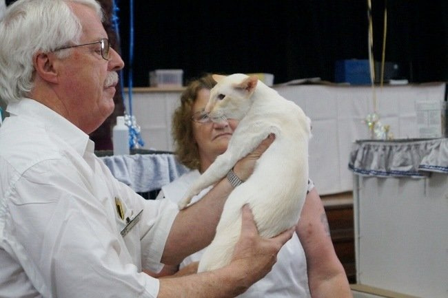 Tabby Point Siamese & Progressive Breeders Siamese Results 2015