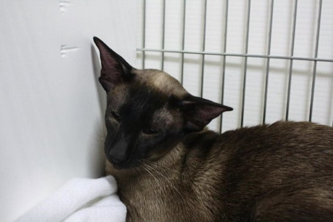 Cambria Siamese Results 2013