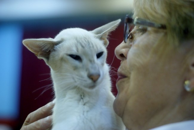 Wyvern Siamese Photos 2014