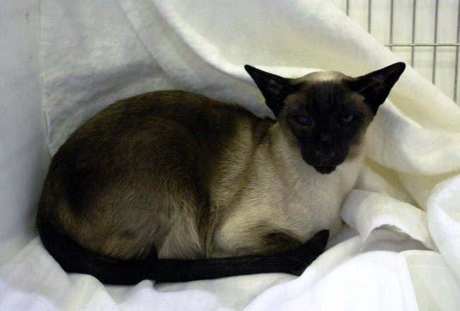 Wyvern Siamese and Oriental Pictures 2015