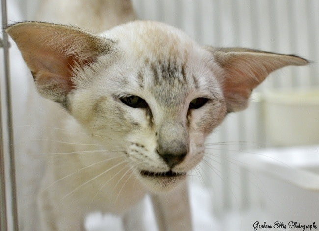 Oriental Cat Association Siamese & Oriental Pictures 2015