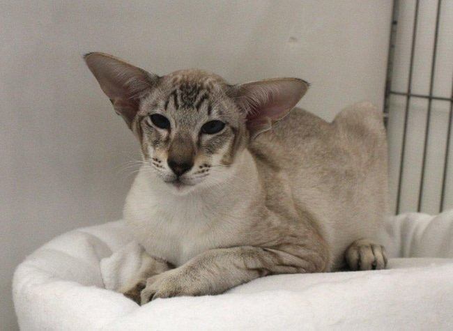 South Western Siamese and Oriental Pictures 2015