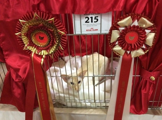 Wessex Siamese Results 2015