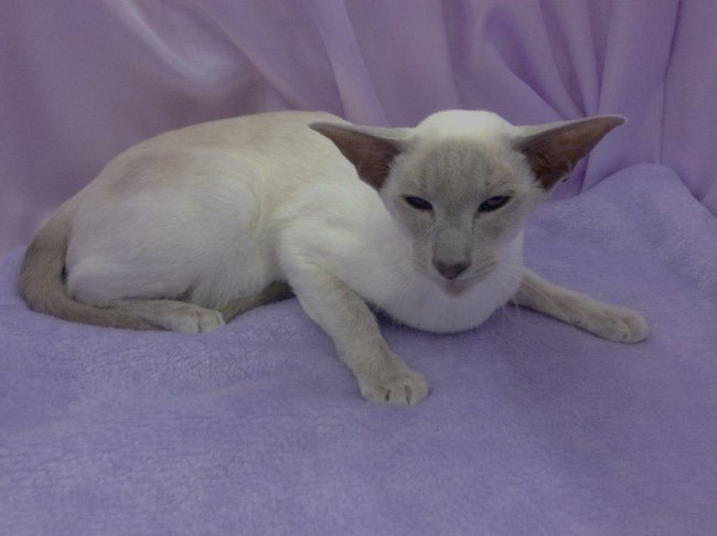 Kensington Siamese Results 2014