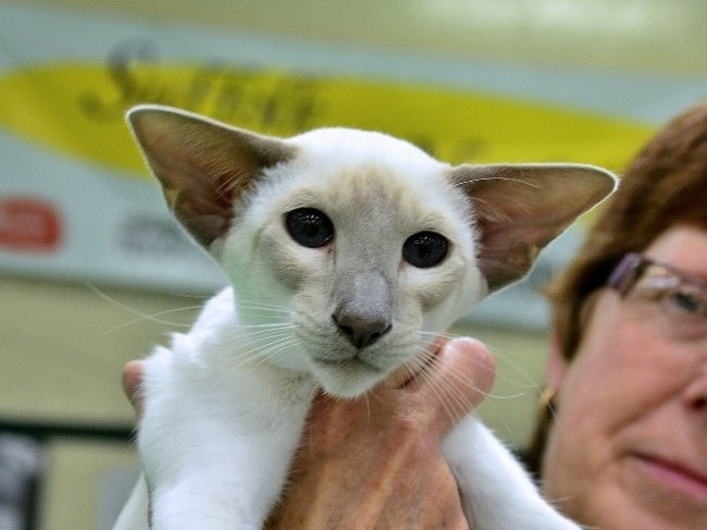 Suffolk & Norfolk Siamese & Oriental Pictures 2015