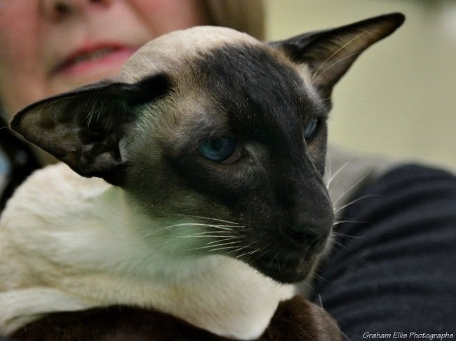 Balinese and Siamese Show Results 2015