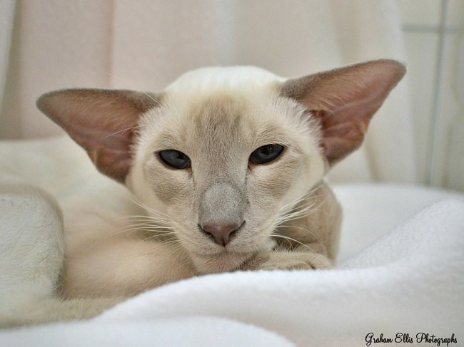 Eastern Counties Siamese Results 2015