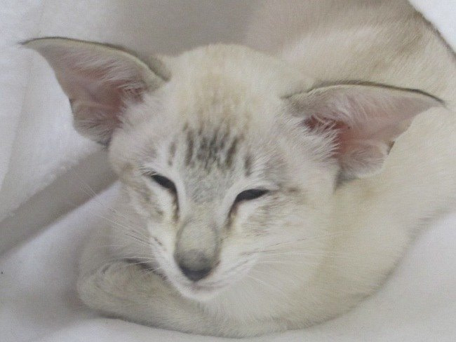 Oriental Cat Association Siamese Results 2015