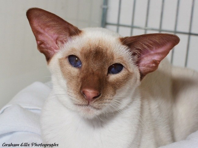 BOB Cats Siamese and Oriental Pictures 2015