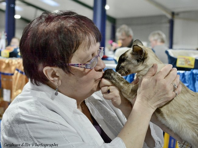 Coventry & Leicester Siamese and Oriental Pictures 2015