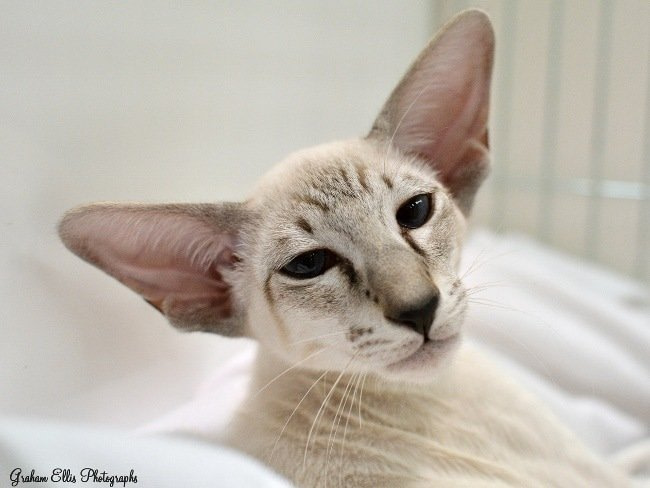 Eastern Counties Siamese & Oriental Pictures 2015