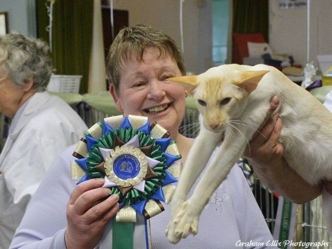 Havana & Oriental Lilac Siamese and Oriental Photos 2015