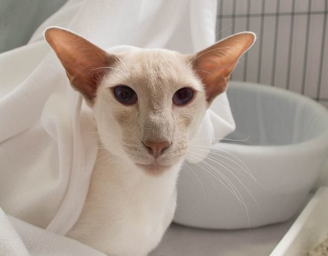 PR Kinkadewsden Winston