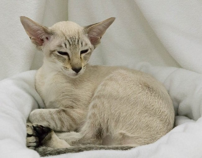 Preston & Blackpool Siamese and Oriental Pictures 2016